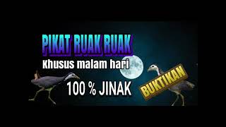 Download lagu suara pikat ruak ruak malam mp3
