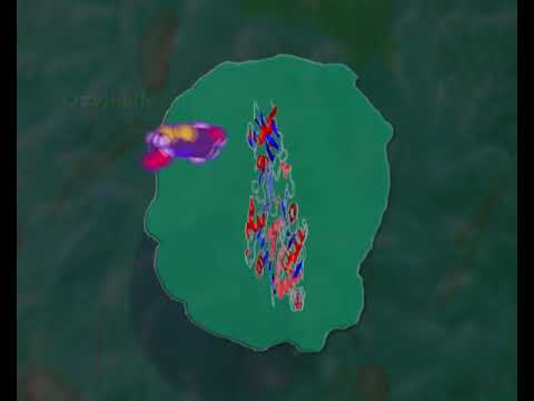 Insect that glow - Firefly