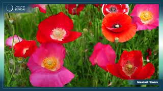 Discover SENDAI（English）