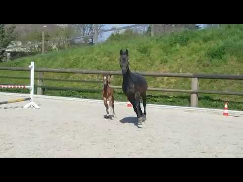 Stutfohlen von First Deal - Rock forever