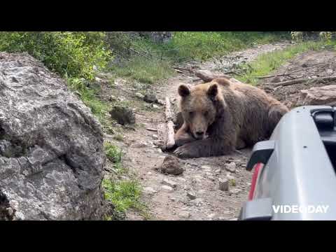 Lirohet ARUSHA që ishte bllokuar mes telave në fshatin BOZOFCË