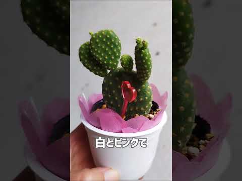 園芸 円筒形のウチワサボテン