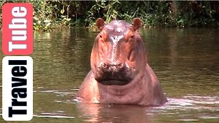 preview picture of video 'De Parel van Afrika, Deel 2:  Kibale Forest (Chimpansees); Queen Elisabeth National Park'