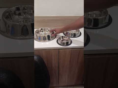 Pet Bowl