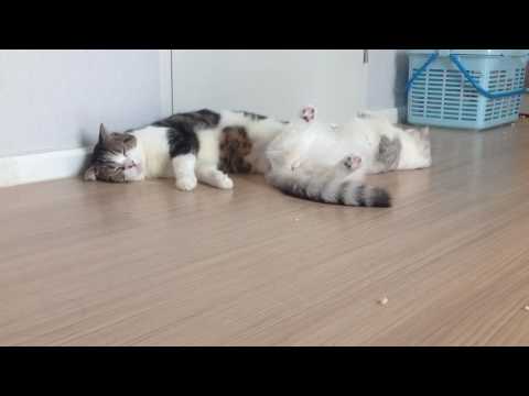 Cat in heat and demand to be petted | Cougar