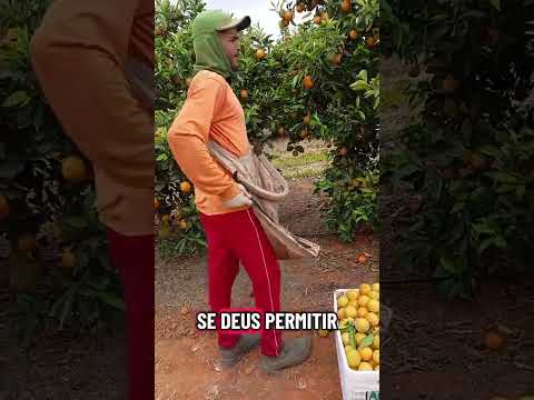 colhedor João Vitor de Umbaúba Sergipe laranja bem carregada quadra de pera