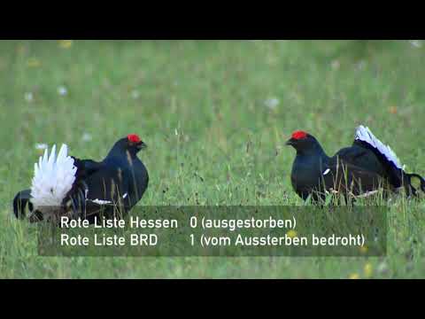 Vogelporträt: Das Birkhuhn in der Rhön