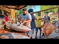 Exploring Sri Lanka S Bustling Fish Market Fresh Seafood