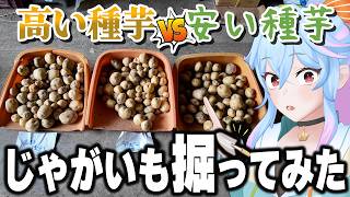 価格差７倍！？　高級種芋は本当にめちゃくちゃ美味しいのか！？