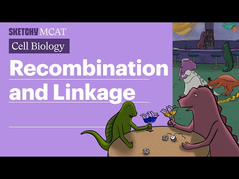 Recombination & Linkage: Genetics Lesson Essentials (Full Lesson) | Sketchy MCAT
