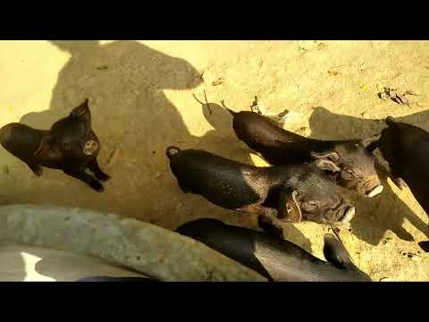 kaodi arjao sim sukri chas