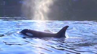 #Superpod4: Help Us Tell The Story Of Endangered US Orca