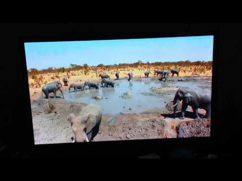 Elephant Pool Party!