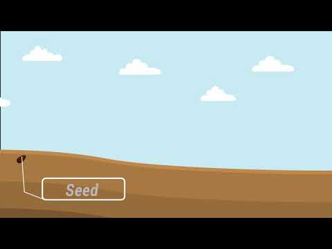 Life cycle of plants motion animation in Ae