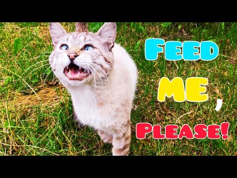 😲Hungry Stray Cat Looking For Food And Love❤