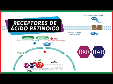 Receptores de vitamina A: Receptor de Ácido Retinoico RAR y Receptor X retinoide RXR | Bioquímica