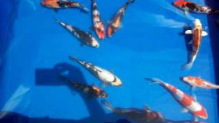 preview picture of video 'Shinoda and Abe Tosai. Kentucky Koi Farms.'