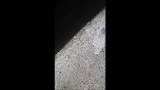 How to remove paint drips from concrete