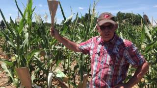 Research Production of Inbred Seed Corn