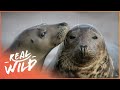 Southwestern Europe's Stunning Wildlife | Facing The Atlantic | Real Wild - Real Wild Southwestern Europe's Stunning Wildlife | Facing The Atlantic | Real Wild