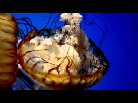 Electro Impasse - Andante Doloroso (Maestro Remix)