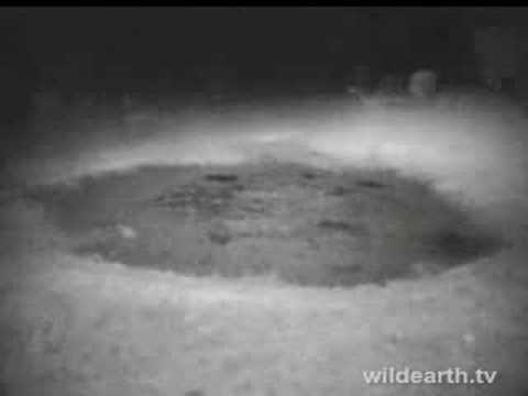 Leopards-Nighttime Visit to Little Gowrie Pan 2008/8/2 (5)