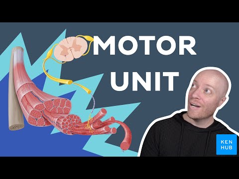 Motor unit - Anatomy & Physiology | Kenhub