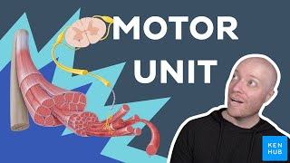 Motor unit - Anatomy & Physiology | Kenhub