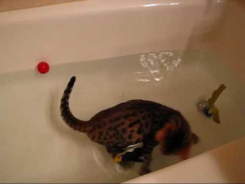 Cat's Bathtime! Asian Leopard Cat