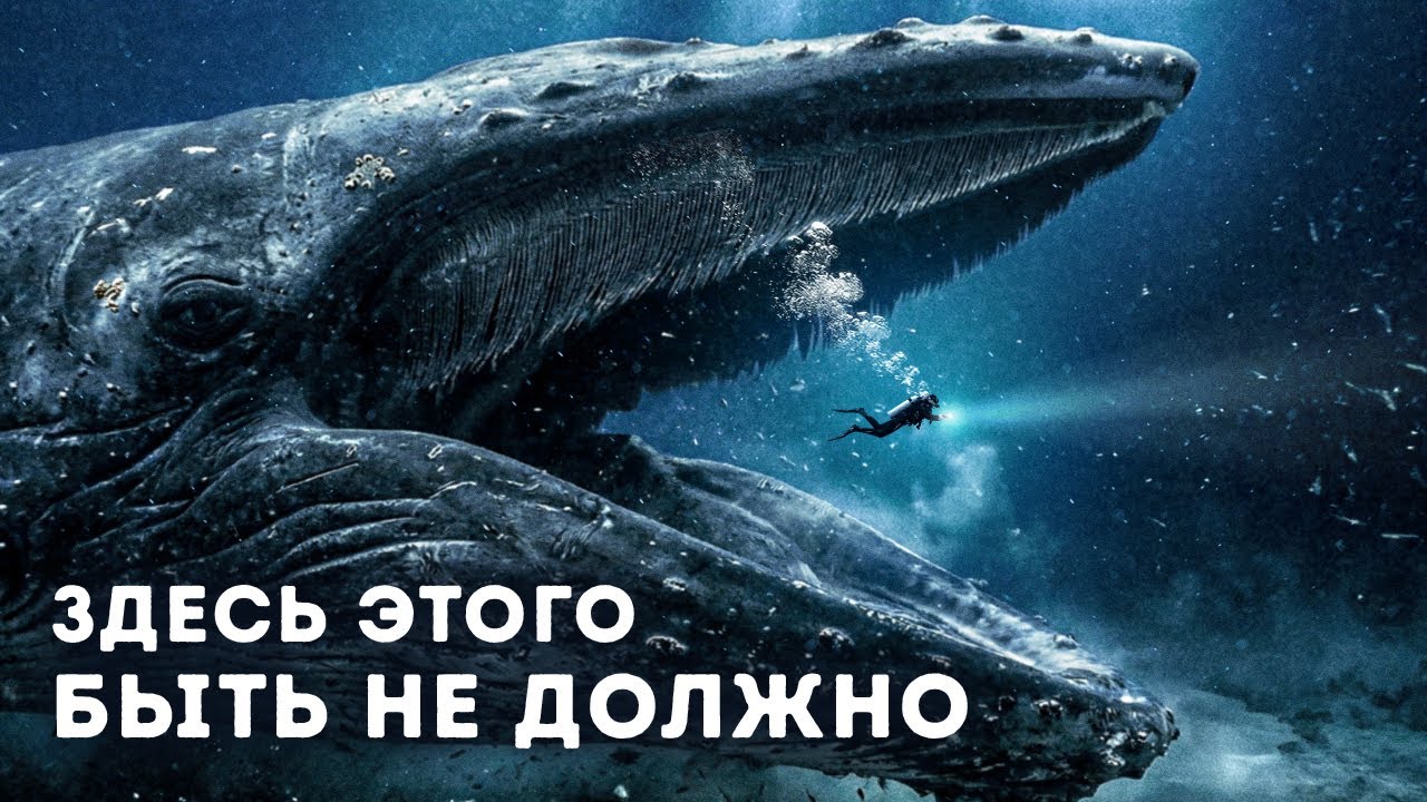 Учёные отслеживали этого кита много лет (но никогда его не видели)