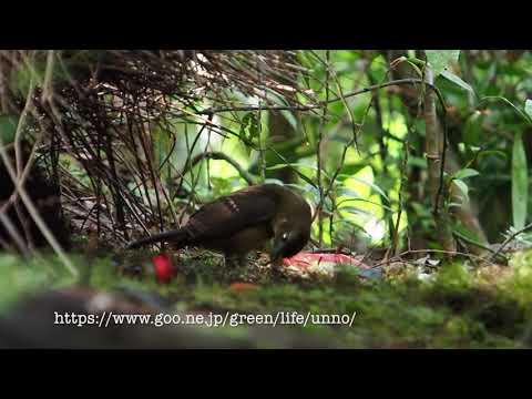 チャイロニワシドリのあずまや　Amblyornis inornata