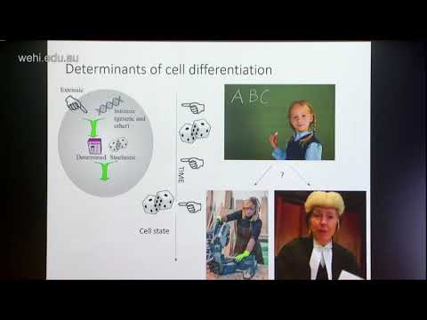 Russell S (2018): Mechanisms of T cell fate determination