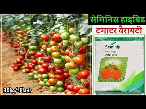 Tomato Seeds