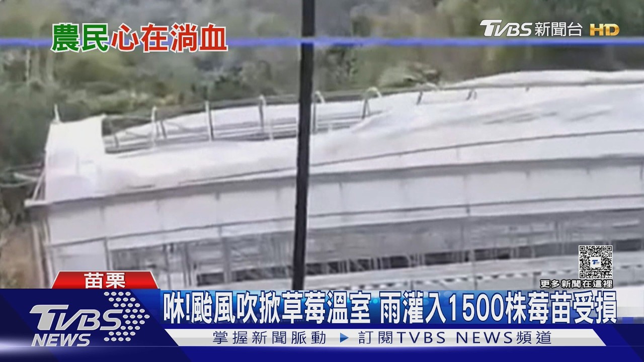 風雨灌入毀草莓園！莓農見1500株受損崩潰　「心涼半截」