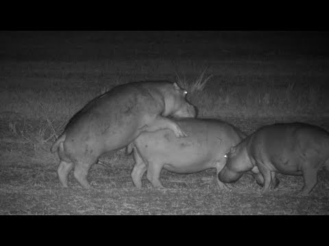 Unusual Hippo Behaviour