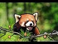 Red Panda gets scared by zookeeper w/Subtitles