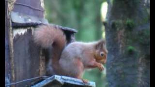 preview picture of video 'Red Squirrels - Balloch Wood - Creetown'