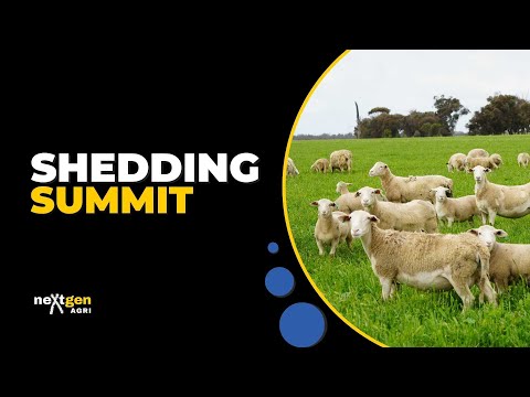 Shedding Summit: Shedding sheep across Australia and New Zealand