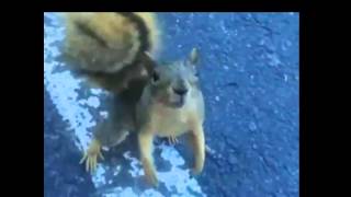 preview picture of video 'Hello Squirrel, What is Wrong With You?'