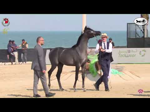 N 52 BUSHRA AL BAHYA   Al Dhafrah Arabian Horse Championship 2023   Yearling Fillies Class 1C