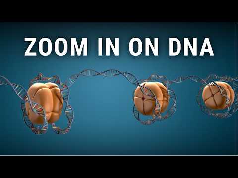 Zoom in on DNA | biology animations