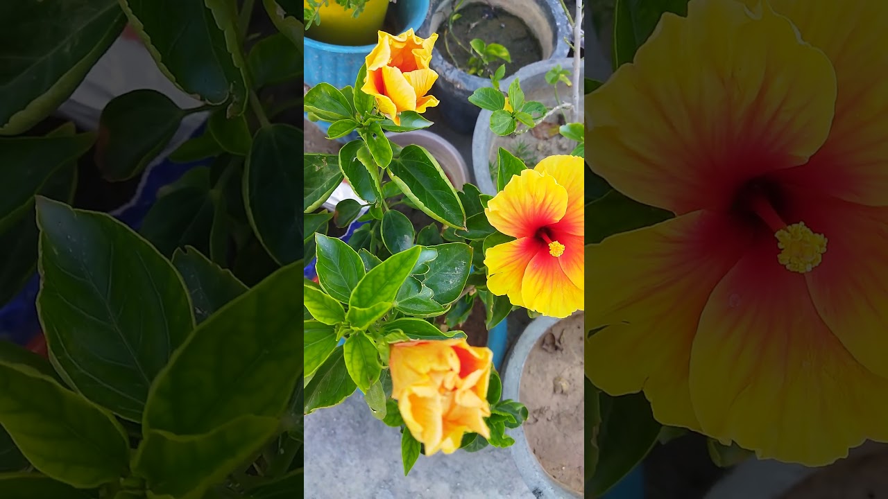 hybrid yellow with red pattern hibiscus ||hybrids hibiscus #flower #hibiscus