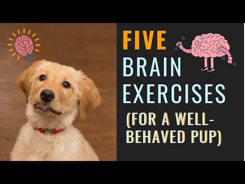 YouTube video about: Are car rides mental stimulation for dogs?