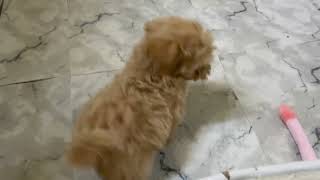 ハーフ犬の動画01