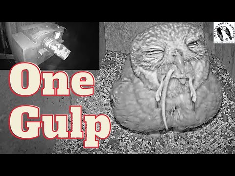 Jaw-Dropping Footage: Little Owl Swallows a Whole Mouse