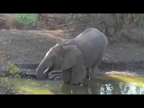 Kwa: Lone Elephant getting drink - 08/16/19