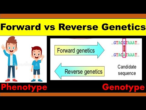 Forward vs Reverse Genetics for beginners | difference between forward and reverse genetics |