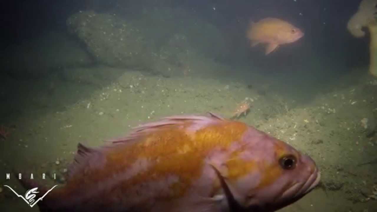 SeeStar: A simple, open-source camera system for underwater monitoring of marine ecosystems