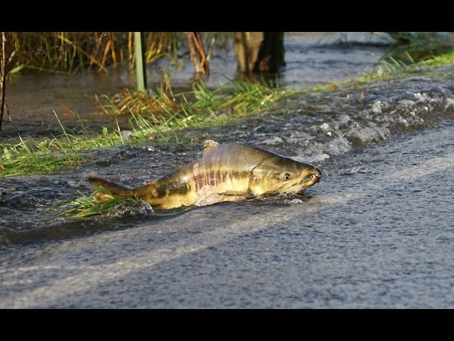 Skokomish River salmon cross the road/Part 1