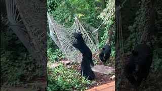 Hammock Confuses Curious Bear Cubs || ViralHog